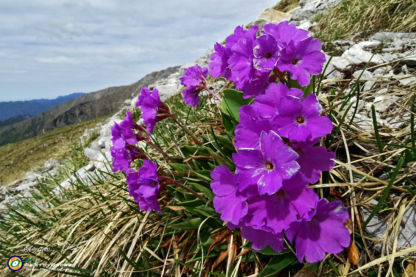 29 Su tutto il percorso fioriture di Primula di Lombardia (Primula glaucescens) .JPG -                                